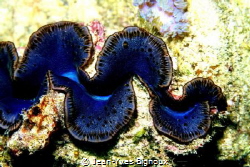Tridacna rosewateri Giant clam/Endemic to Mauritius by Jean-Yves Bignoux 